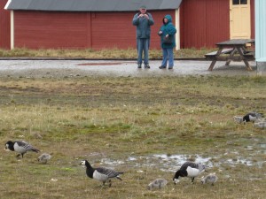 the geese walked among the tourists